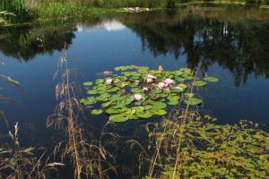 Garden lake with water lillies, Broughton-in-Furness