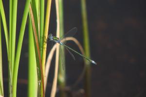 Dragonfly on reed at the pond 2013