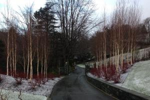 Lake District Winter garden-Silver Birch and cornus stems